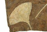 Three Paleocene Fossil Ginkgo Leaves - North Dakota #276711-2
